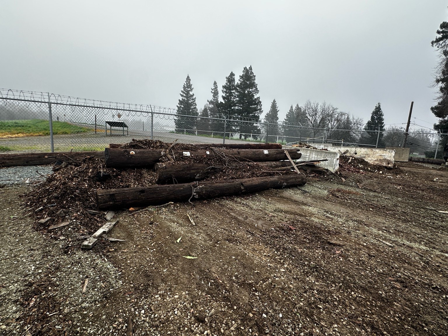 Creosote-treated utility poles staged for management
